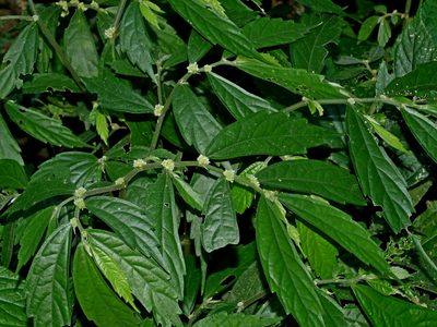 Elatostema lineolatum, photographed by Jacy Chen