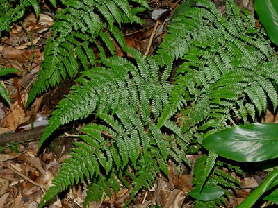 Amauropelta angustifrons, photographed by Jacy Chen