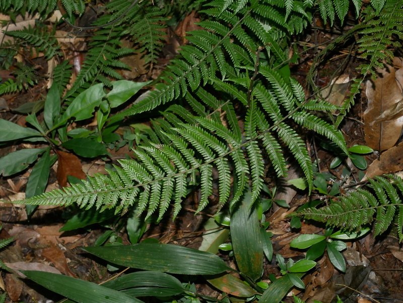 Amauropelta angustifrons, photographed by Jacy Chen