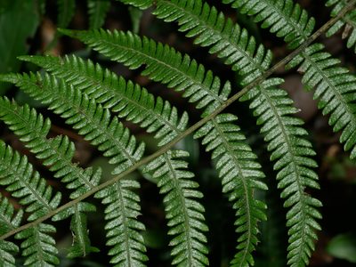 Amauropelta angustifrons, photographed by Jacy Chen