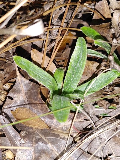 Pityopsis flexuosa, photographed by Scott Allen Davis