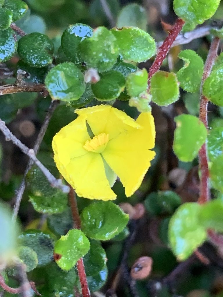 Hibbertia decumbens, photographed by Guy Taseski