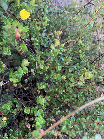 Hibbertia decumbens, photographed by Guy Taseski
