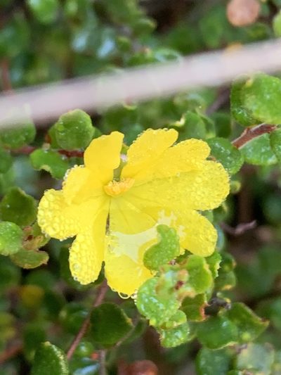 Hibbertia decumbens, photographed by Guy Taseski