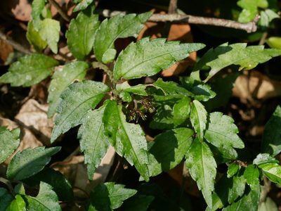 Elatostema radicans, photographed by Jacy Chen