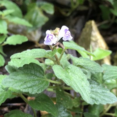 Scutellaria rubropunctata, photographed by Takaaki Hattori