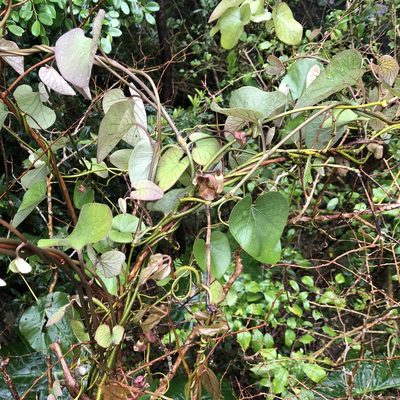Aristolochia liukiuensis, photographed by Takaaki Hattori