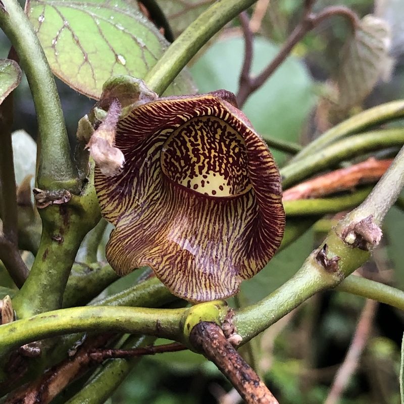 Aristolochia liukiuensis, photographed by Takaaki Hattori
