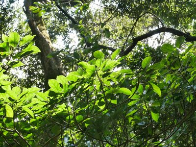 Elaeocarpus japonicus, photographed by Jacy Chen