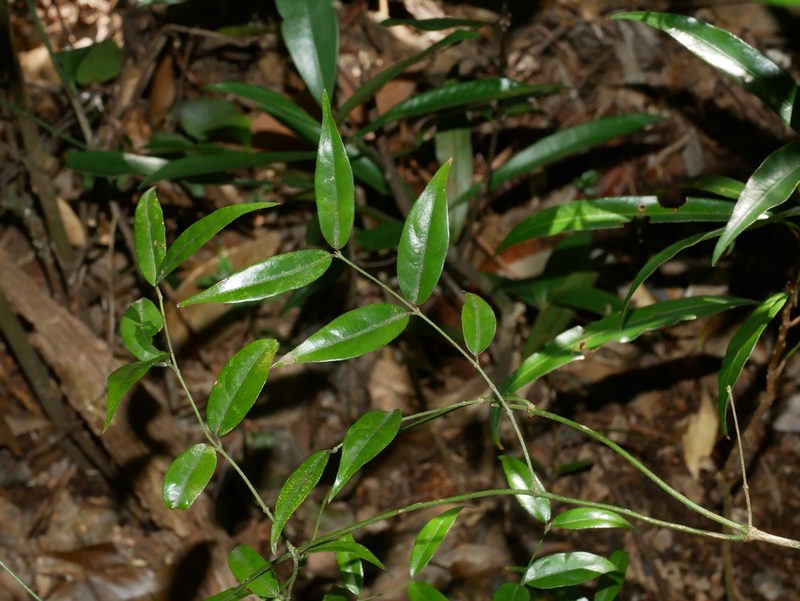 Coptosapelta diffusa, photographed by Jacy Chen