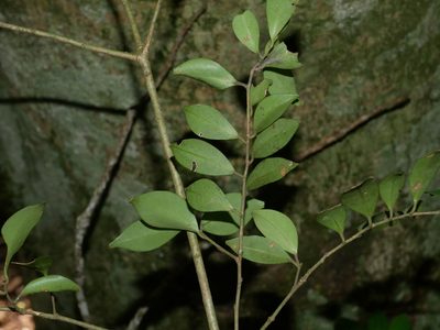 Ilex goshiensis, photographed by Jacy Chen