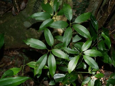 Quercus longinux, photographed by Jacy Chen