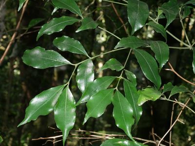 Euonymus laxiflorus, photographed by Jacy Chen