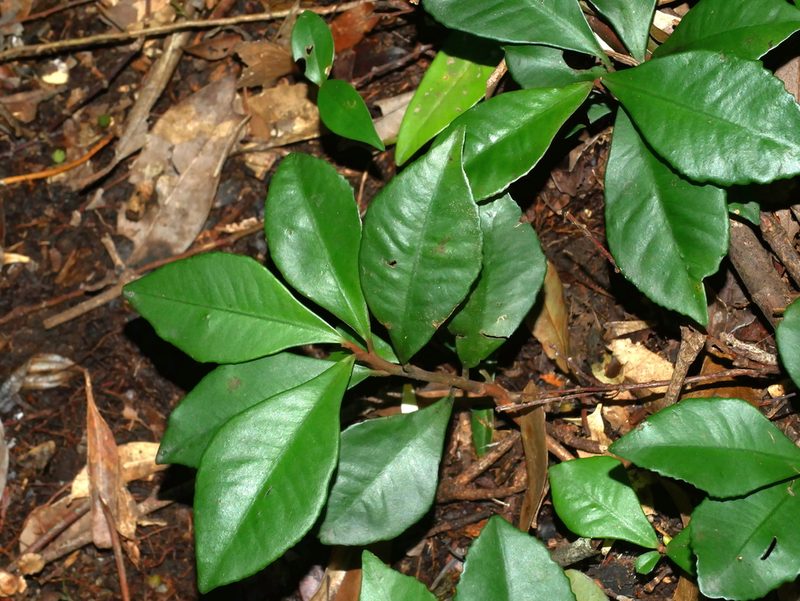 Ardisia cymosa, photographed by Jacy Chen
