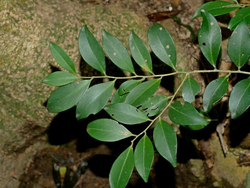 Ilex goshiensis, photographed by Jacy Chen