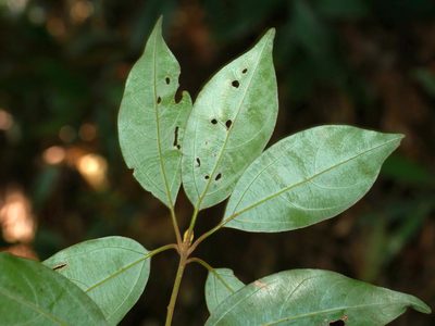 Neolitsea sericea, photographed by Jacy Chen