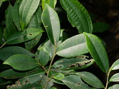 Adinandra formosana, photographed by Jacy Chen