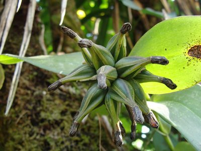 Epidendrum trianthum, photographed by Alexis López Hernández