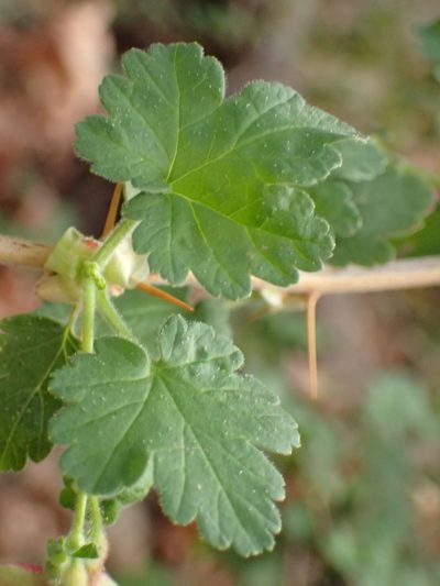 Ribes amarum, photographed by George Williams