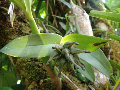 Epidendrum trianthum, photographed by Alexis López Hernández