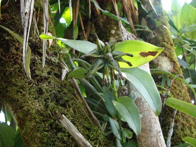 Epidendrum trianthum, photographed by Alexis López Hernández