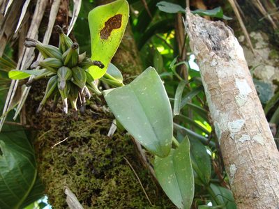 Epidendrum trianthum, photographed by Alexis López Hernández