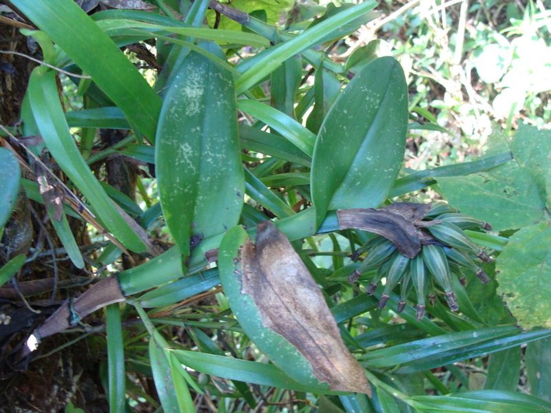 Epidendrum trianthum, photographed by Alexis López Hernández