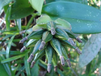 Epidendrum trianthum, photographed by Alexis López Hernández