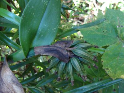 Epidendrum trianthum, photographed by Alexis López Hernández