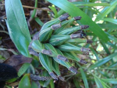 Epidendrum trianthum, photographed by Alexis López Hernández