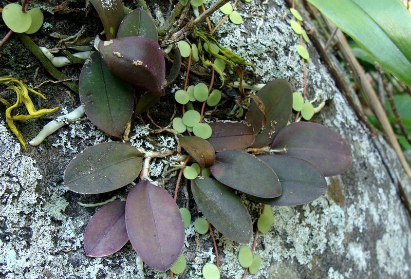 Meiracyllium trinasutum, photographed by Alexis López Hernández