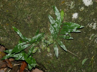 Leptochilus wrightii, photographed by Jacy Chen