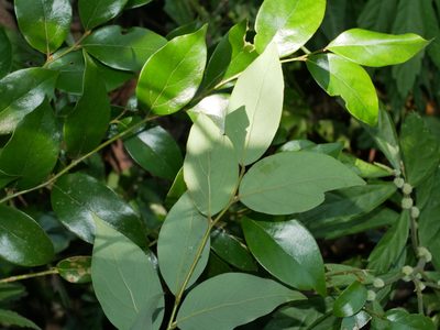 Lindera communis, photographed by Jacy Chen