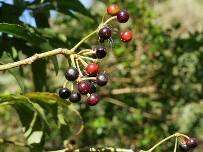 Ardisia polysticta, photographed by Jacy Chen