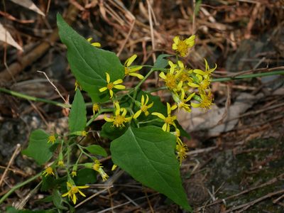 Senecio scandens, photographed by Jacy Chen