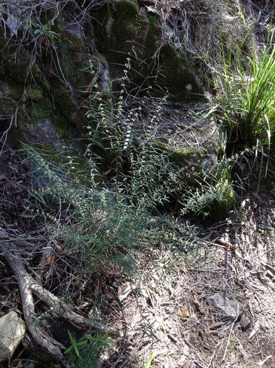 Pimelea axiflora, photographed by libby hepburn