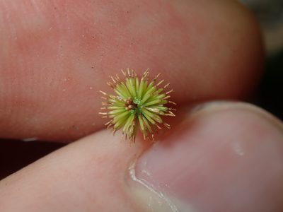Solenogyne bellioides, photographed by Thomas Mesaglio