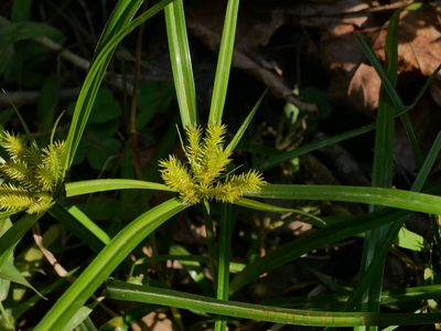 Cyperus cyperoides, photographed by Jacy Chen