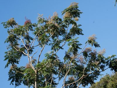 Aralia bipinnata, photographed by Jacy Chen