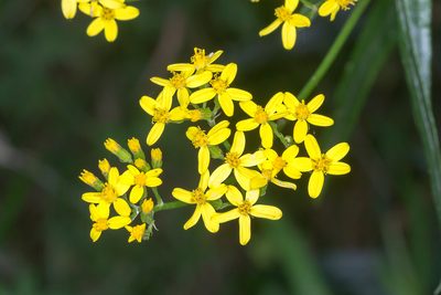 Senecio linearifolius, photographed by Andrew Allen