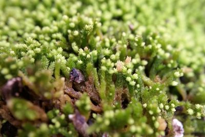 Claopodium rostratum, photographed by Zihao Wang