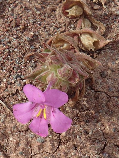 Diplacus cusickioides, photographed by Tom Wainwright