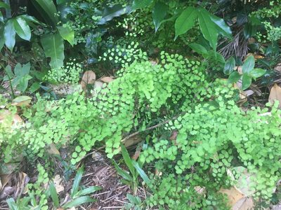 Adiantum atroviride, photographed by dan_johnston
