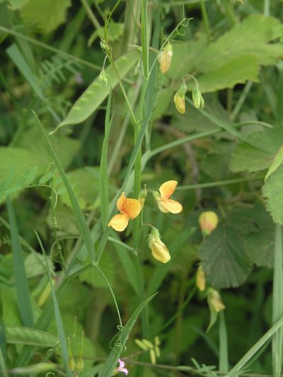 Lathyrus hierosolymitanus, photographed by Oleg Kosterin