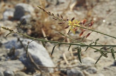 Hoffmannseggia microphylla, photographed by Diana