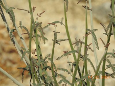 Hoffmannseggia microphylla, photographed by Diana
