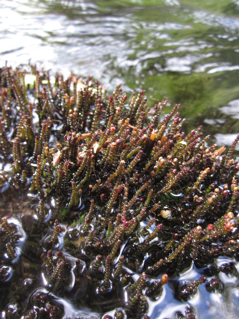Cladopus queenslandicus, photographed by sworboys