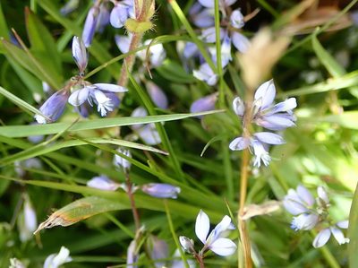 Polygala serpyllifolia, photographed by John Steel