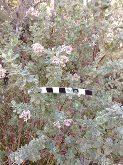 Zieria littoralis, photographed by libby hepburn