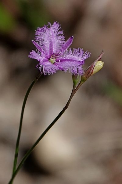 Thysanotus juncifolius, photographed by Max Campbell